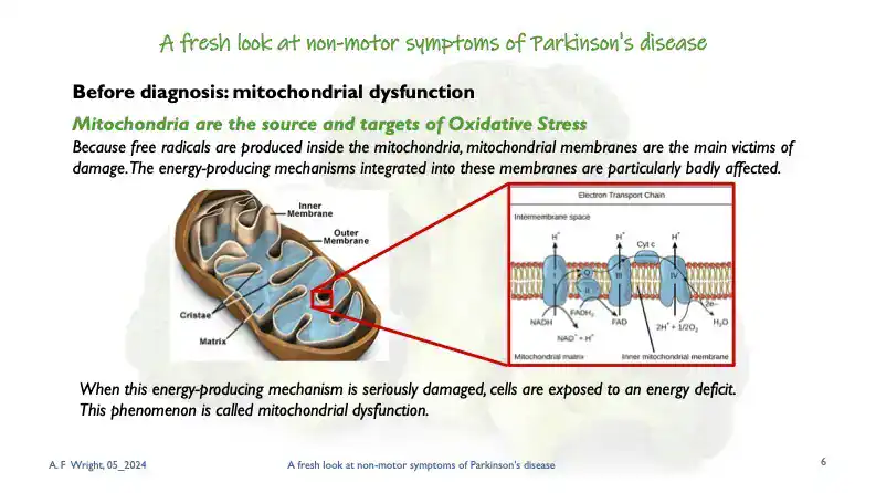 mitochondria slide